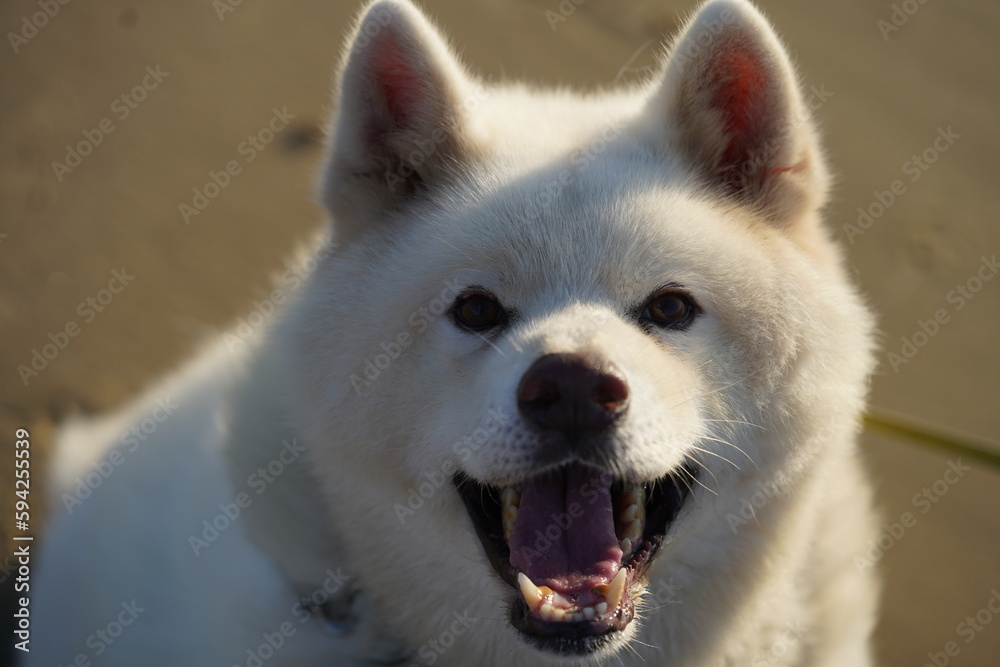 Obraz premium 笑顔の秋田犬