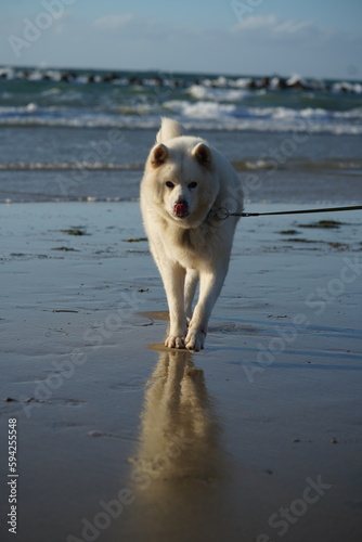 砂浜を歩く秋田犬