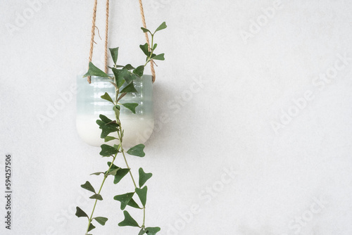 beautiful houa manipurensis  in pot hanging on wall at home photo