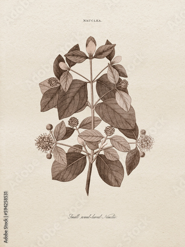 Restored antique copperplate illustrations