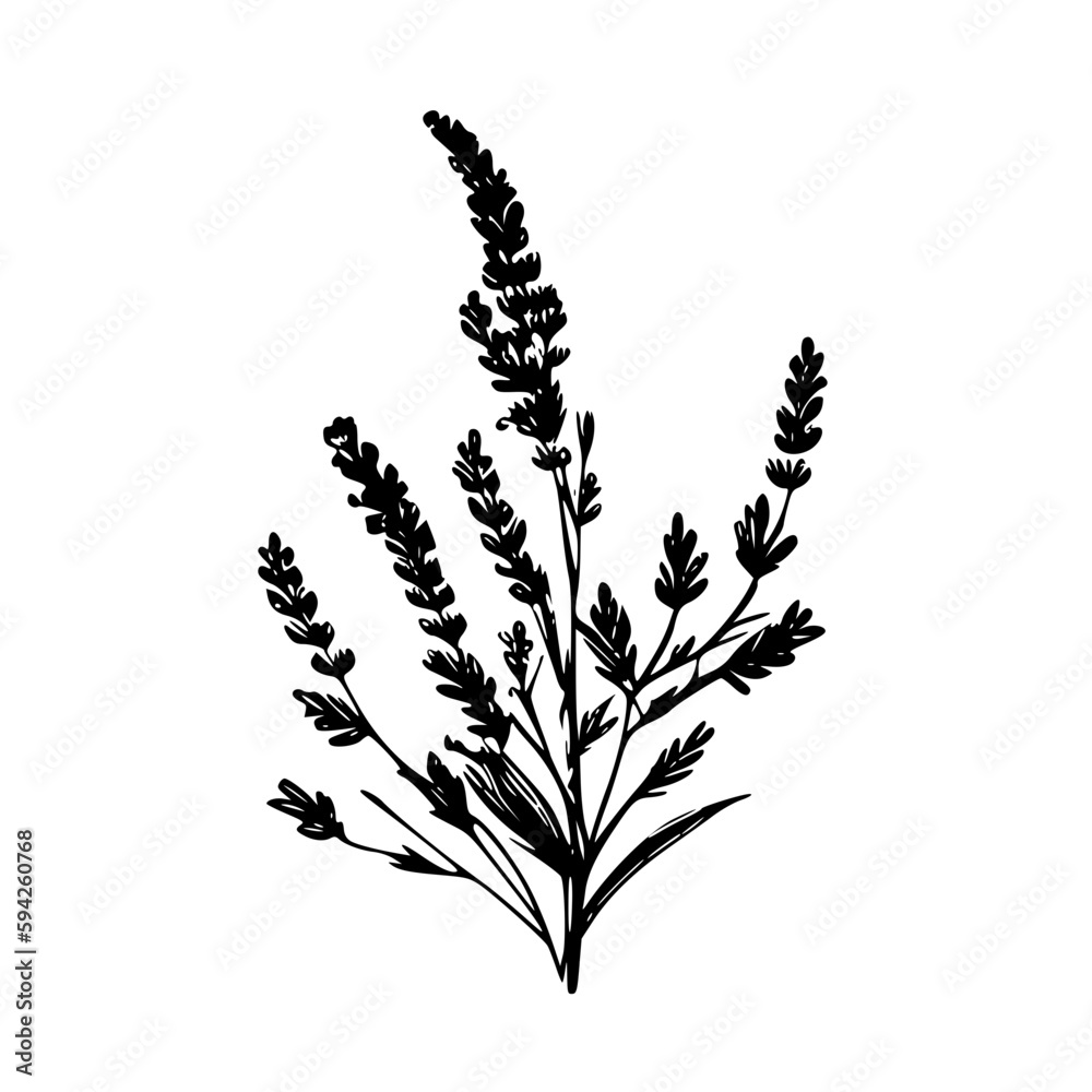 Lavender - High Quality Vector Logo - Vector illustration ideal for T-shirt graphic Lavender - High Quality Vector Logo - Vector illustration ideal for T-shirt graphic
