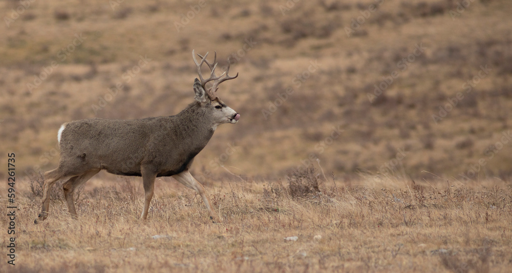 Mule deer buck licking its nose Mule deer buck licking its nose