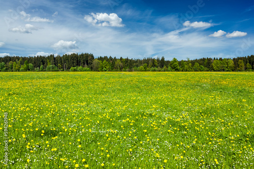 Summer meadow with blue sky  Bavaria  Germany