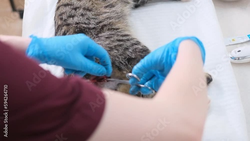 The veterinarian castrates the cat by cutting the spermatic cord with scissors.An operation performed by a veterinarian photo