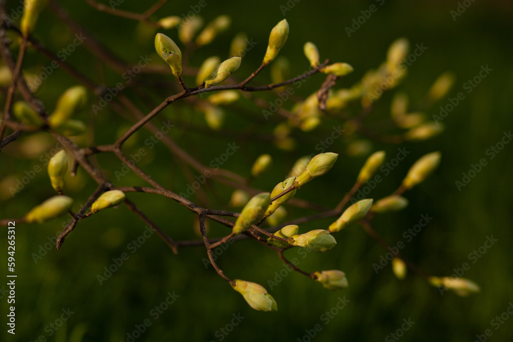 sunny day spring young shoots tree buds sunny day spring young shoots tree buds