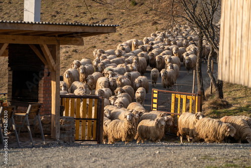 herd of sheep © sr