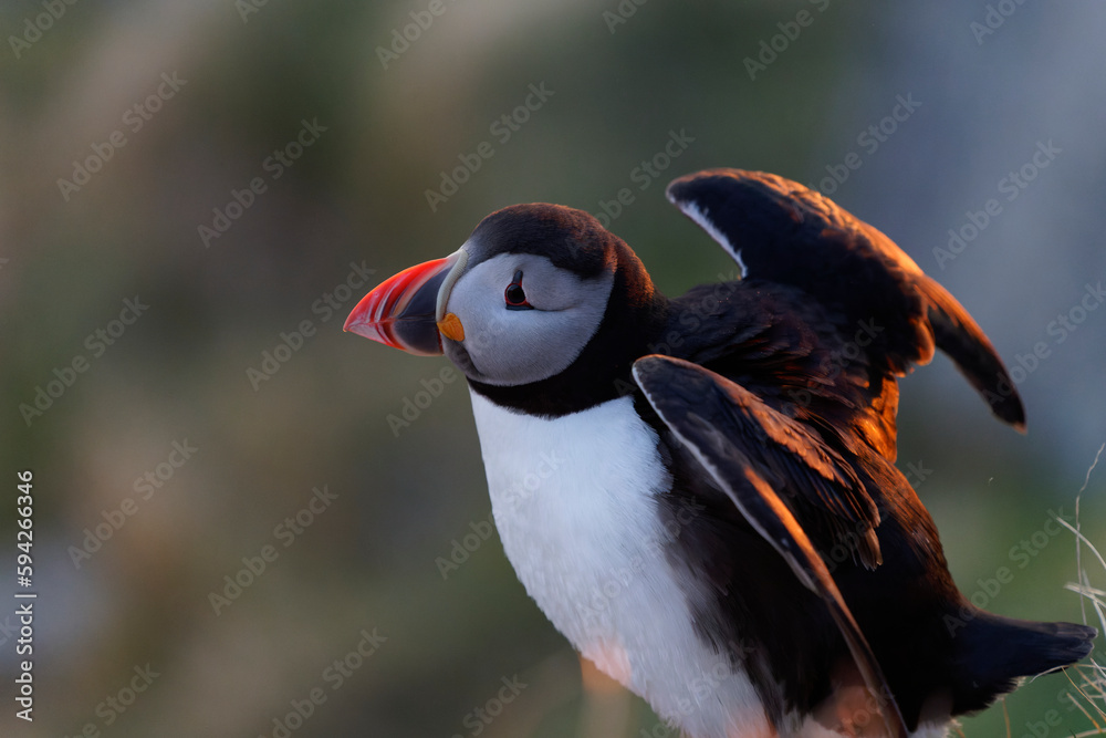 Obraz premium Close up of an Atlantic Puffin