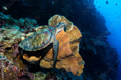 Green Sea Turtle (Chelonia mydas) resting on a huge sponge