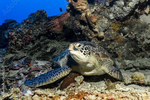 Green Sea Turtle (Chelonia mydas) resting in a coral reef