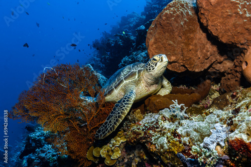 Green Sea Turtle (Chelonia mydas) resting in a colorful coral reef