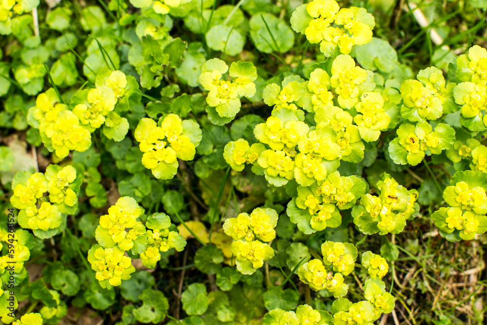 Marsh marigold is one of the most beautiful primroses, marking the awakening of nature after winter sleep. Marsh marigold is one of the most beautiful primroses, marking the awakening of nature after winter sleep.