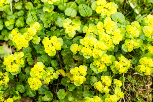 Marsh marigold is one of the most beautiful primroses, marking the awakening of nature after winter sleep.