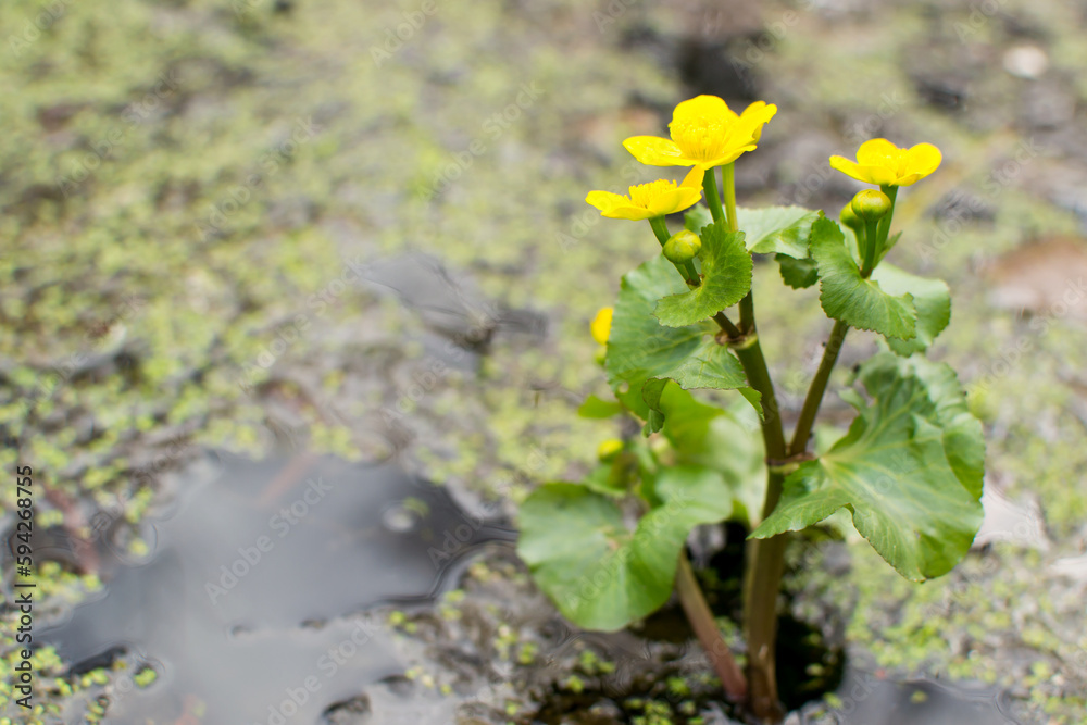 Fototapeta premium Marsh marigold is one of the most beautiful primroses, marking the awakening of nature after winter sleep.