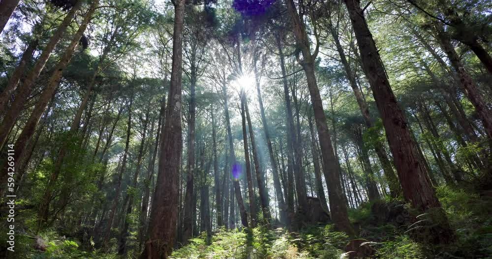 Sunlight sunbeams through wood in forest landscape in alishan national forest recreation area Sunlight sunbeams through wood in forest landscape in alishan national forest recreation area