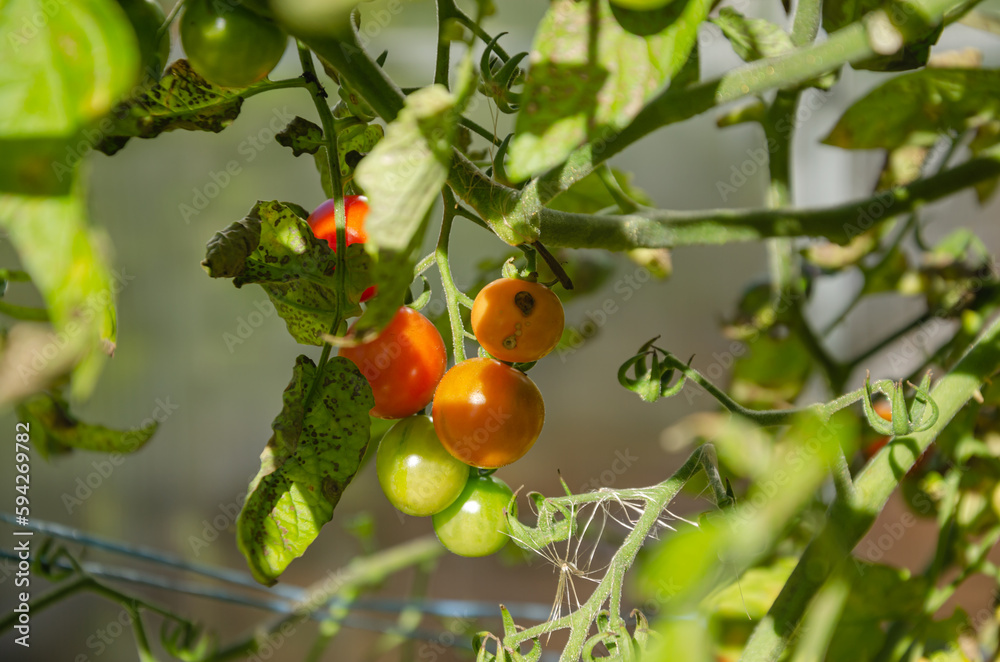 Small cherry tomatoes on a branch in the garden are red and not ripe