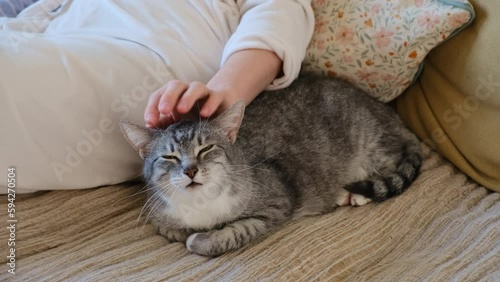 A woman strokes the senior cat head with her hand while sitting on the sofa. Female hand caresses a old pet on the bed, close-up