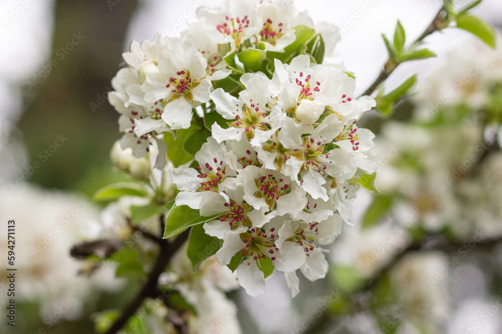 eautiful spring  white apple tree blossom