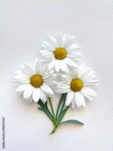 daisy flowers isolated on white 