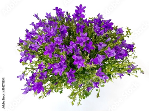 purple flowers isolated on white