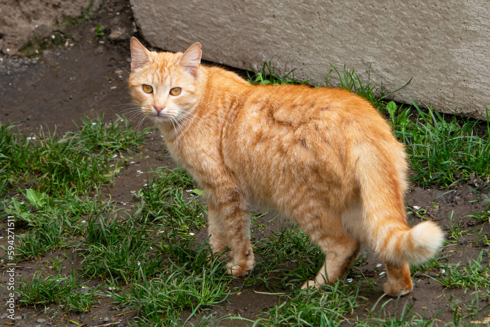 Red ginger cat walking in lush green grass Red ginger cat walking in lush green grass
