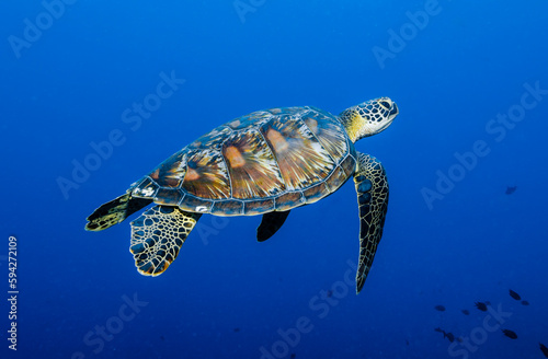 Green Sea Turtle (Chelonia mydas) swimming in the blue ocean