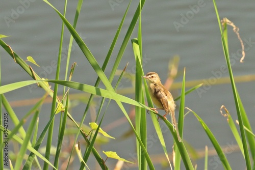 A Plain Prinia (Prinia inornata) perching on grass that grows around a lake © Boonsawad