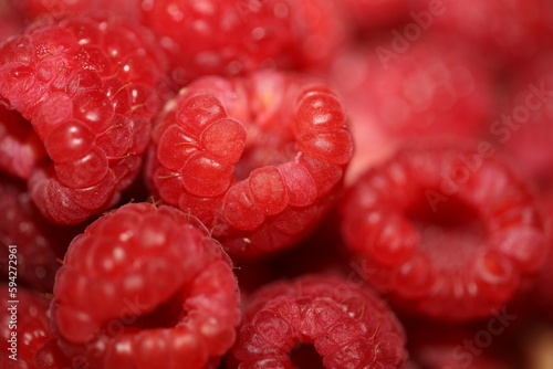 Fresh red cultivated ripe raspberries and currant berries, healthy food texture background angle view macro rubus phoenicolasius family rosaceae big size high quality botanical prints