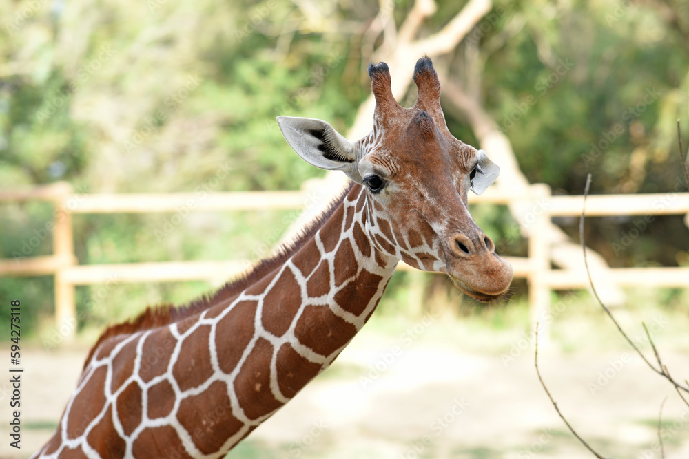 portrait of giraffe roaming free in a park portrait of giraffe roaming free in a park