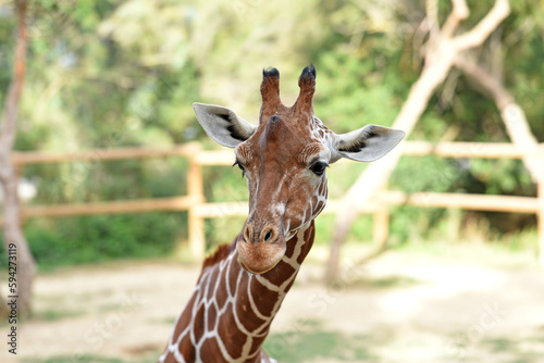 portrait of giraffe roaming free in a park