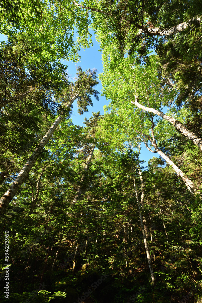 Fototapeta premium Mountain climbing in summer season