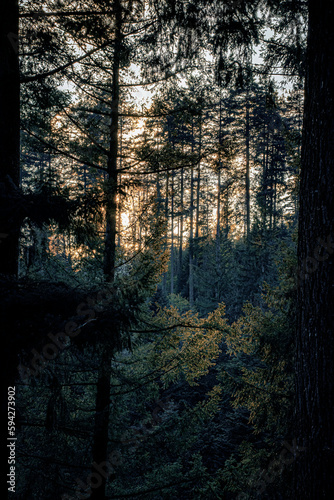 sunset in the dark woods