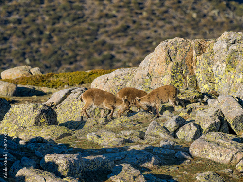 Cabras montesas peleándose