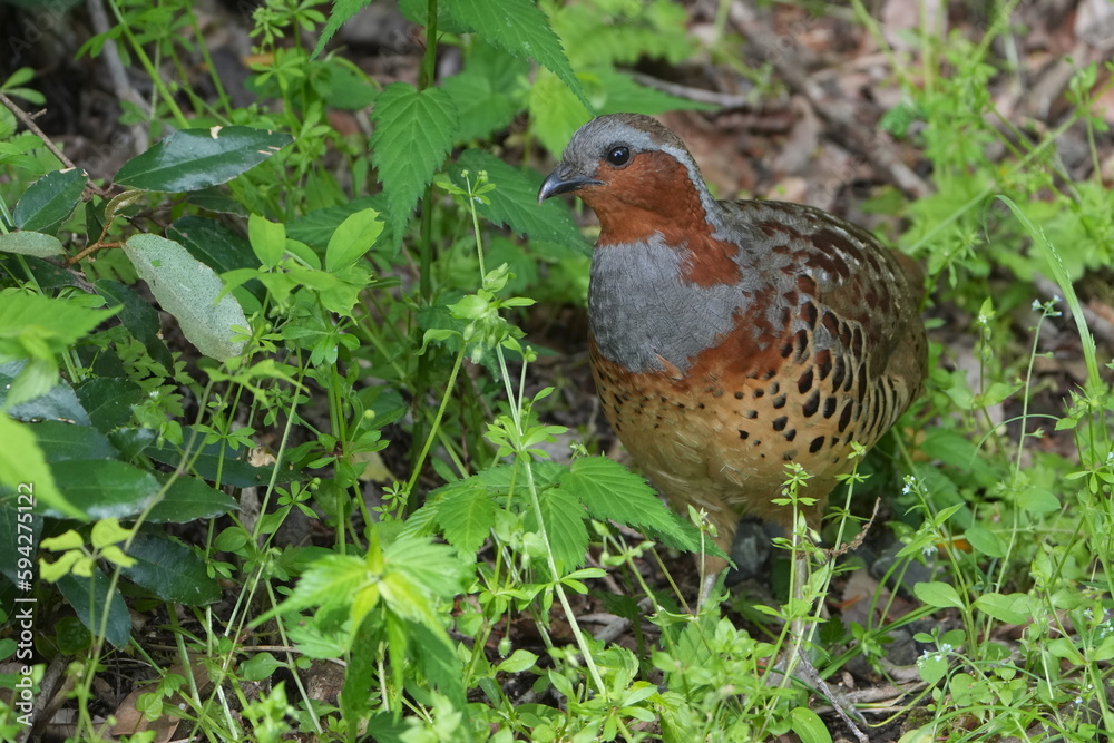 chinese partridge in a forest chinese partridge in a forest