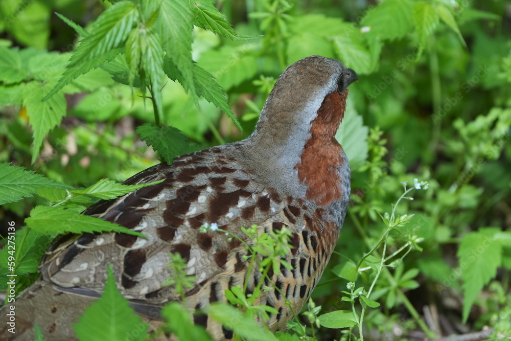 chinese partridge in a forest chinese partridge in a forest