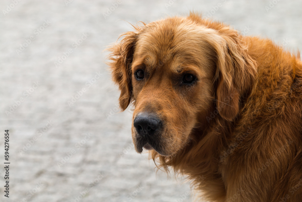 Golden retriever, portrait of a dog with a gentle temper. Golden retriever, portrait of a dog with a gentle temper.