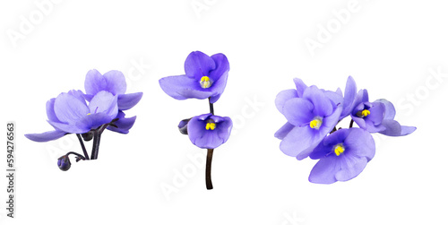 Set of violet flowers isolated on white or transparent background #594276563