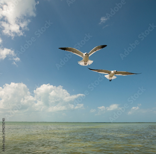 Close-up of two seagulls flying against the blue sky on a sunny day in the lagoon of Holbox Island in Mexico