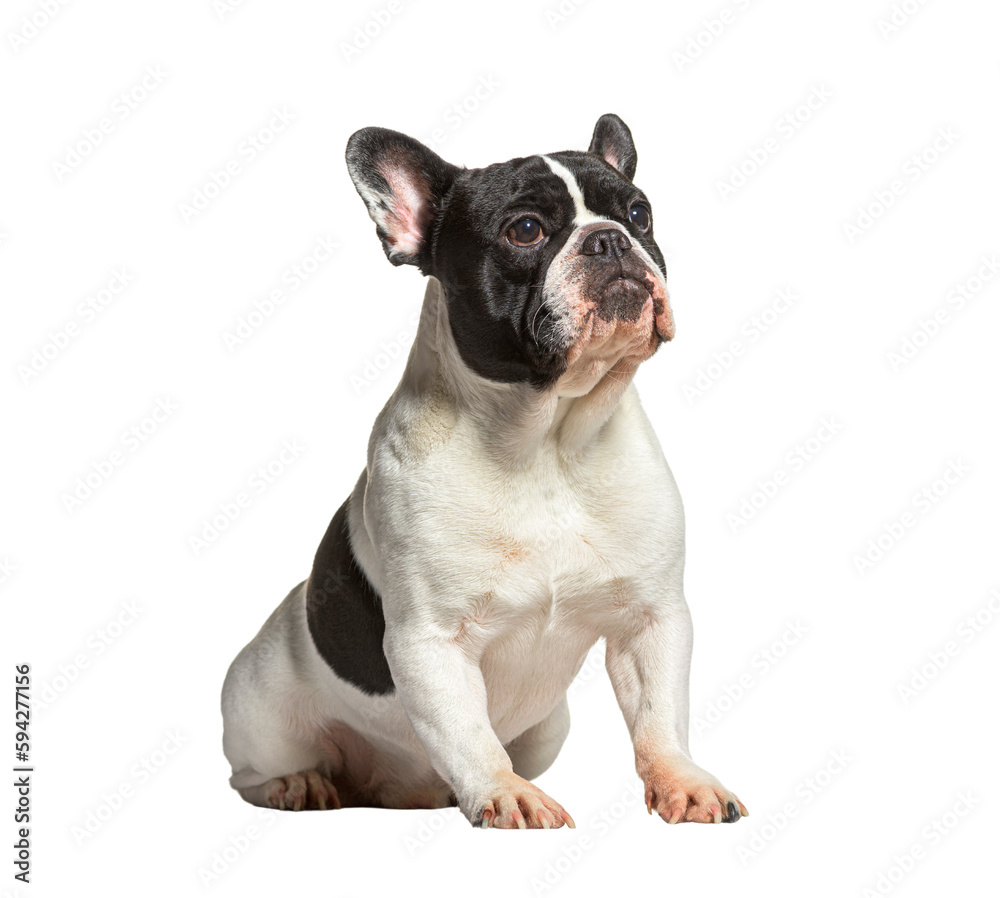 Black and white French Bulldog, isolated on white Black and white French Bulldog, isolated on white