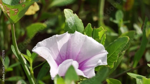 Ipomoea aquatica (water spinach, river spinach, water morning glory, water convolvulus, Chinese spinach, Chinese watercress, Chinese convolvulus, swamp cabbage, kangkong ong choy) on the nature. photo