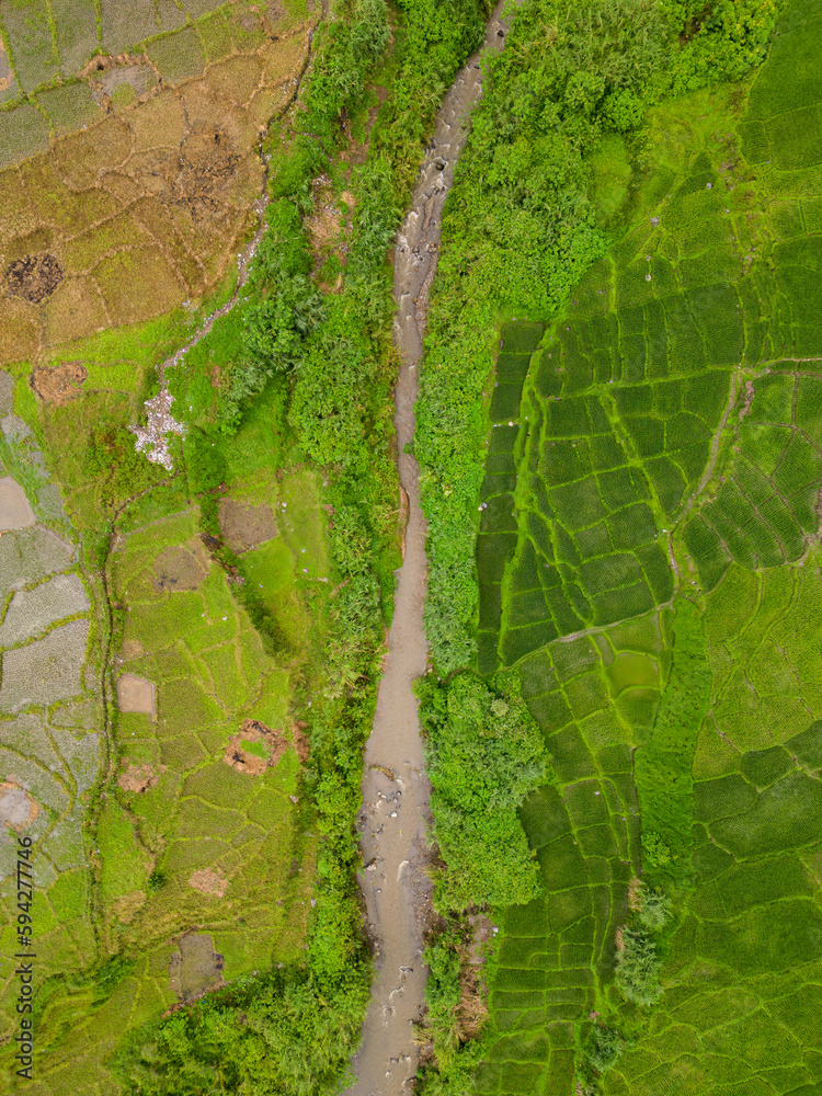 aerial view of rice fields after planting rice bordered by a river, next to newly harvested rice fields