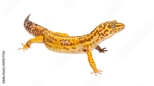 Side view of Leopard gecko, Eublepharis macularius, isolated on white