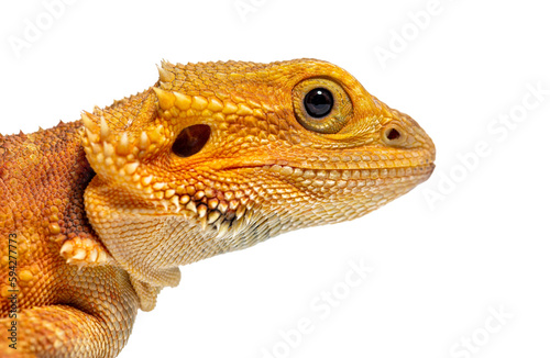 close-up on a Pogona head  agame barbu  isolated on white