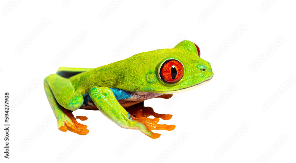 Obraz premium Side view of a Red-eyed tree frog, Agalychnis callidryas, isolated on white