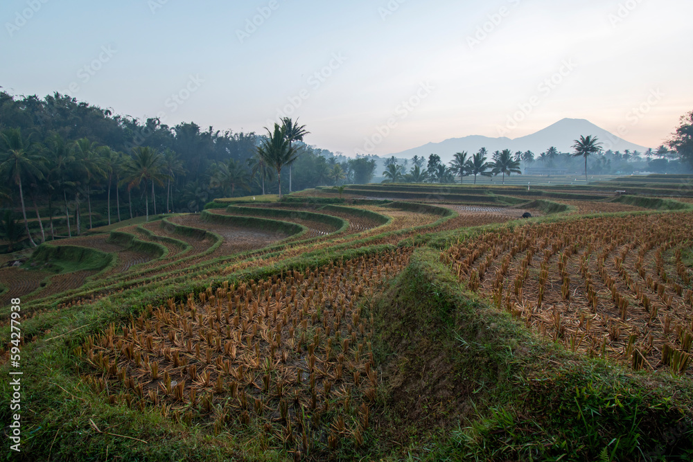 Beautiful view of the rice fields in the village
