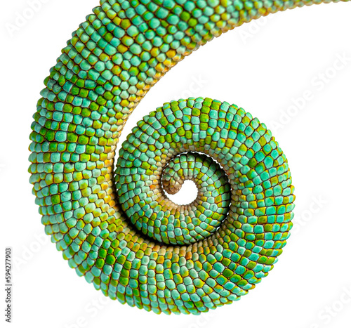 Tail of an veiled chameleon rolled up on itself, Chamaeleo calyptratus, isolated on white