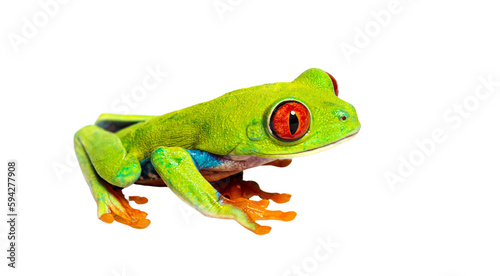 Side view of a Red-eyed tree frog, Agalychnis callidryas, isolated on white