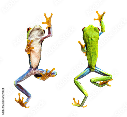 bottom and high view of a Red-eyed tree frog walking, Agalychnis