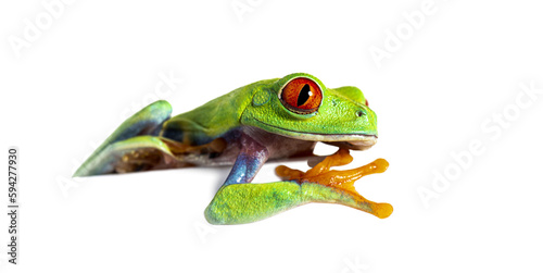 Red-eyed tree frog leaning on a white sheet and observing, Agaly