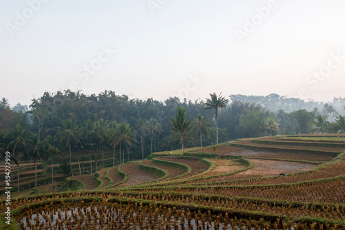 Beautiful view of the rice fields in the village  © Semoga
