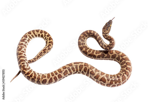 Rainbow boa sniffing tongue out, Epicrates cenchria, isolated on white